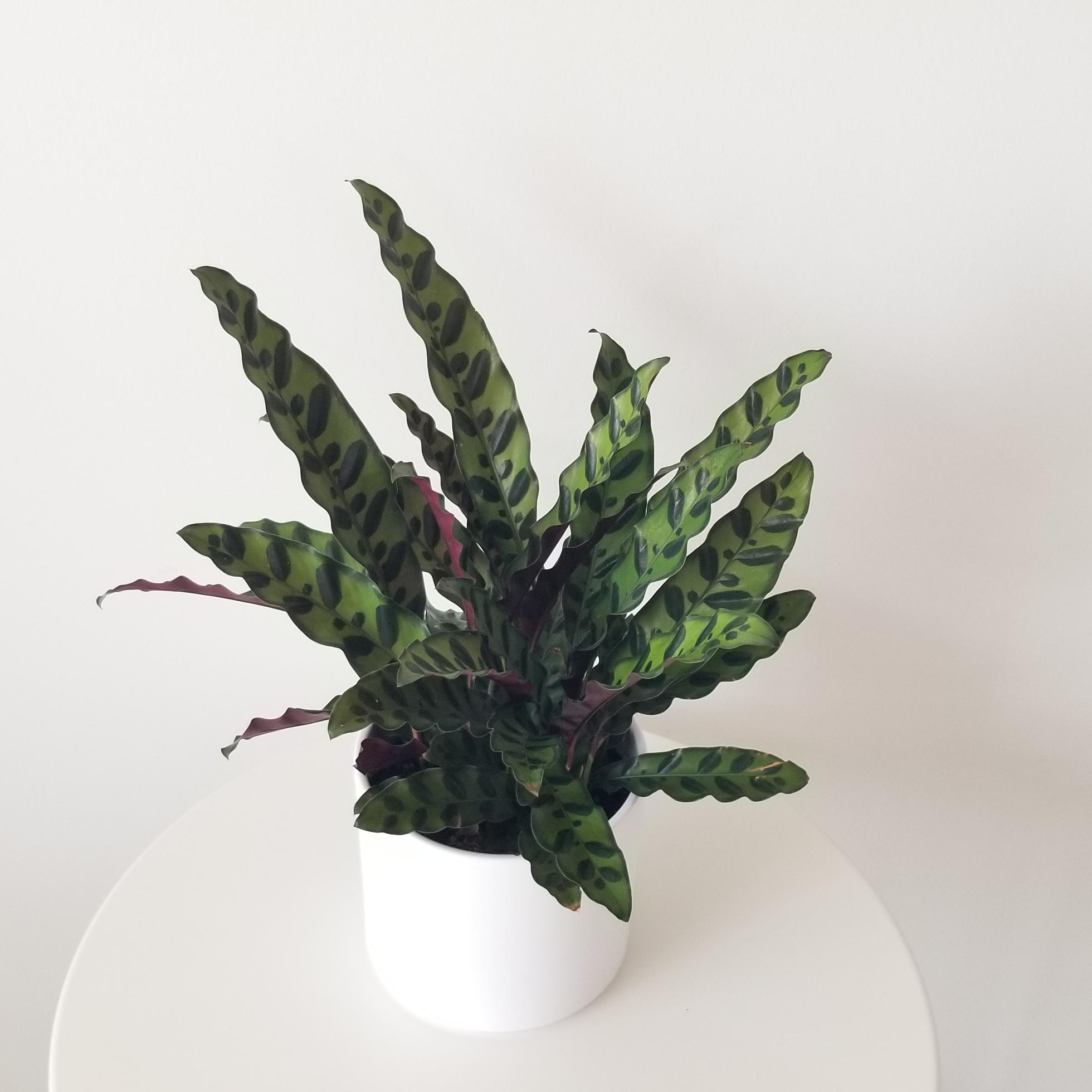 calathea lancifolia in deco ceramic white 6in 6 calathea lancifolia in deco ceramic white interior plant gifts houseplants Mississauga Etobicoke Oakville Brampton Woodbridge Richmond Hill other GTA