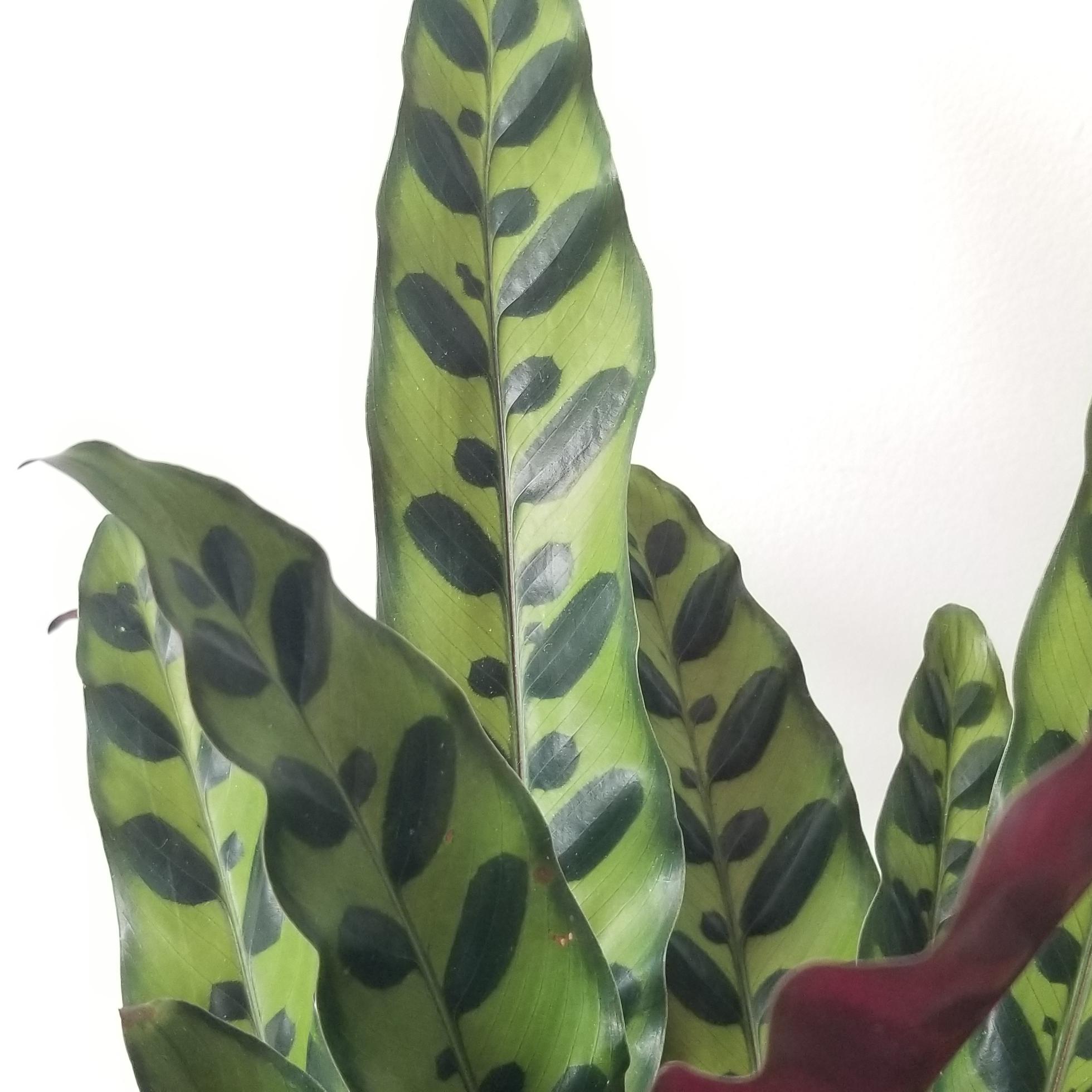 calathea lancifolia in deco ceramic white 6in 7