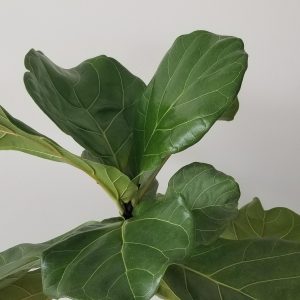 ficus lyrata fiddle-leaf fig indoor trees interior office plants houseplants Mississauga Etobicoke Brampton Oakville Woodbridge other GTA