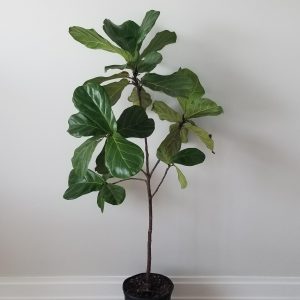 ficus lyrata fiddle-leaf fig indoor trees interior office plants houseplants Mississauga Etobicoke Brampton Oakville Woodbridge other GTA