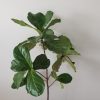 ficus lyrata fiddle-leaf fig indoor trees interior office plants houseplants Mississauga Etobicoke Brampton Oakville Woodbridge other GTA