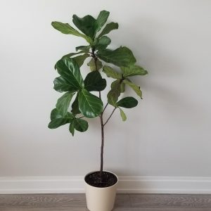 ficus lyrata fiddle-leaf fig indoor trees interior office plants houseplants Mississauga Etobicoke Brampton Oakville Woodbridge other GTA