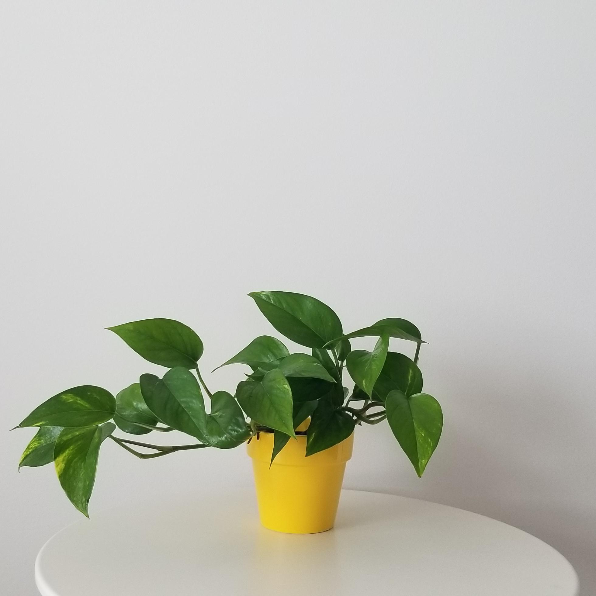 money plant in deco ceramic yellow 4in 1 Money plant in deco ceramic yellow pot interior plants houseplant gifts office plants Mississauga Etobicoke Brampton Oakville Woodbridge Richmond Hill other GTA