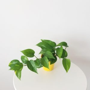 Money plant in deco ceramic yellow pot interior plants houseplant gifts office plants Mississauga Etobicoke Brampton Oakville Woodbridge Richmond Hill other GTA
