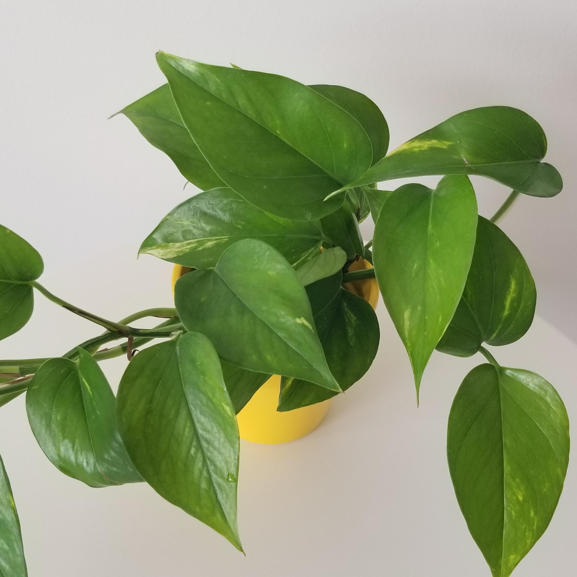 money plant in deco ceramic yellow 4in 3 Money plant in deco ceramic yellow pot interior plants houseplant gifts office plants Mississauga Etobicoke Brampton Oakville Woodbridge Richmond Hill other GTA
