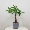 money tree good fortune tree interior plants houseplants plant gifts Richmond Hill Mississauga Toronto Markham Oakville Etobicoke Brampton other GTA delivery