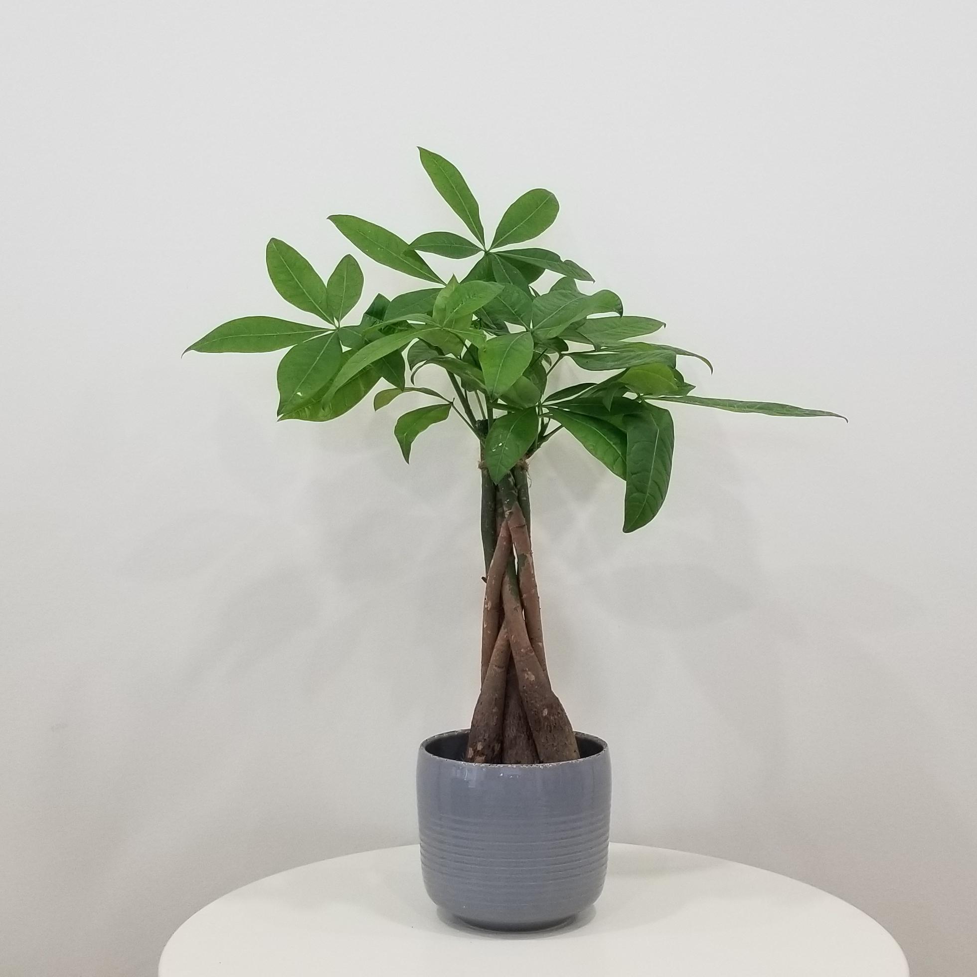 money tree in deco ceramic grey 1 money tree good fortune tree interior plants houseplants plant gifts Richmond Hill Mississauga Toronto Markham Oakville Etobicoke Brampton other GTA delivery