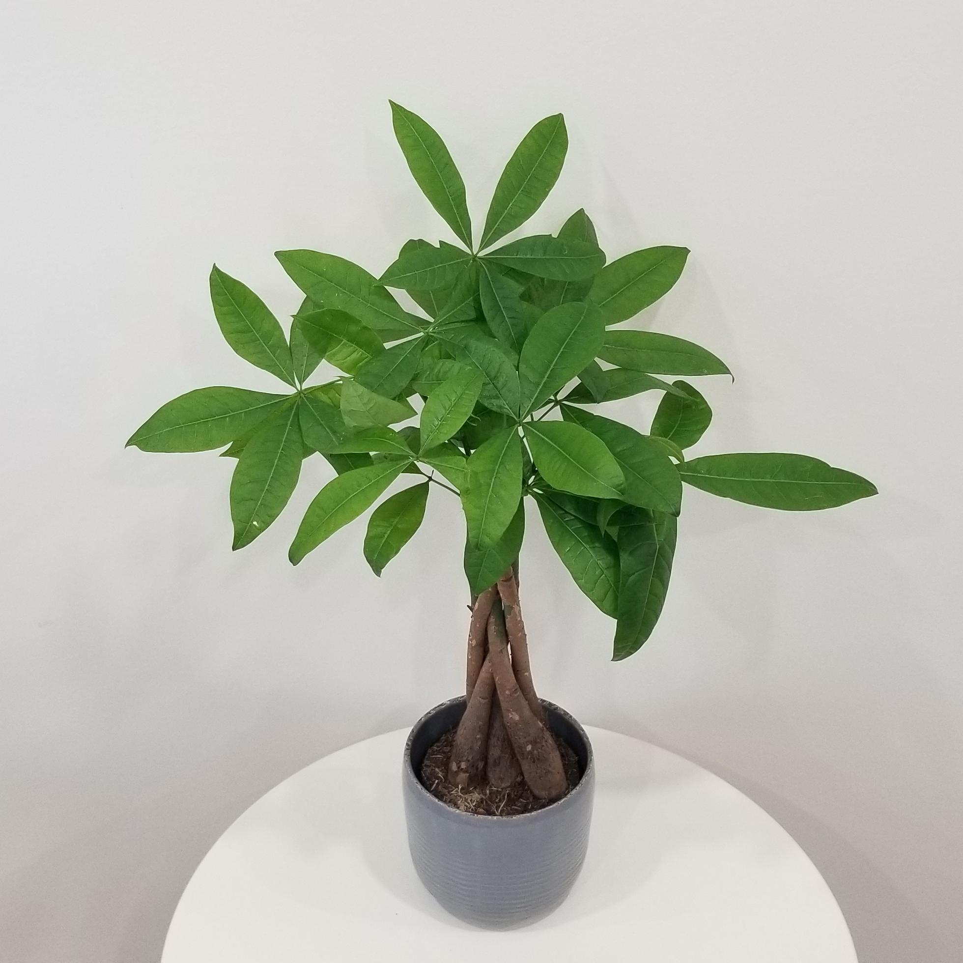 money tree in deco ceramic grey 4