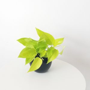 pothos neon in deco ceramic black interior plants office plants gifts Mississauga Oakville Etobicoke Woodbridge Brampton other GTA