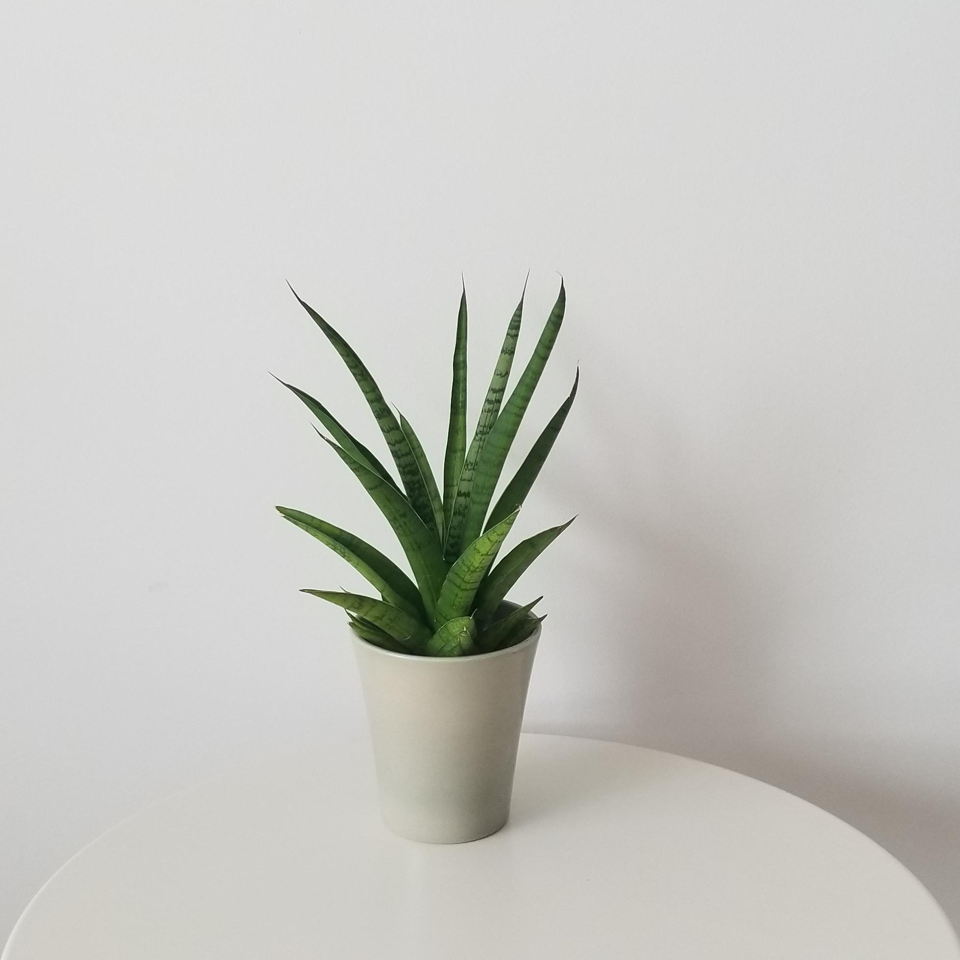 sansevieria tough lady in deco ceramic 4in 1 sansevieria tough lady deco ceramic pot interior plants office plants houseplants gifts Mississauga Etobicoke Oakville Woodbridge other GTA