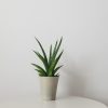 sansevieria tough lady deco ceramic pot interior plants office plants houseplants gifts Mississauga Etobicoke Oakville Woodbridge other GTA