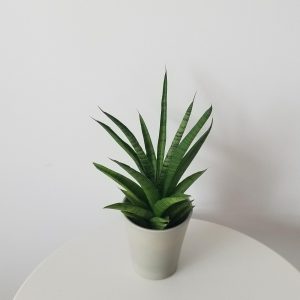 sansevieria tough lady deco ceramic pot interior plants office plants houseplants gifts Mississauga Etobicoke Oakville Woodbridge other GTA