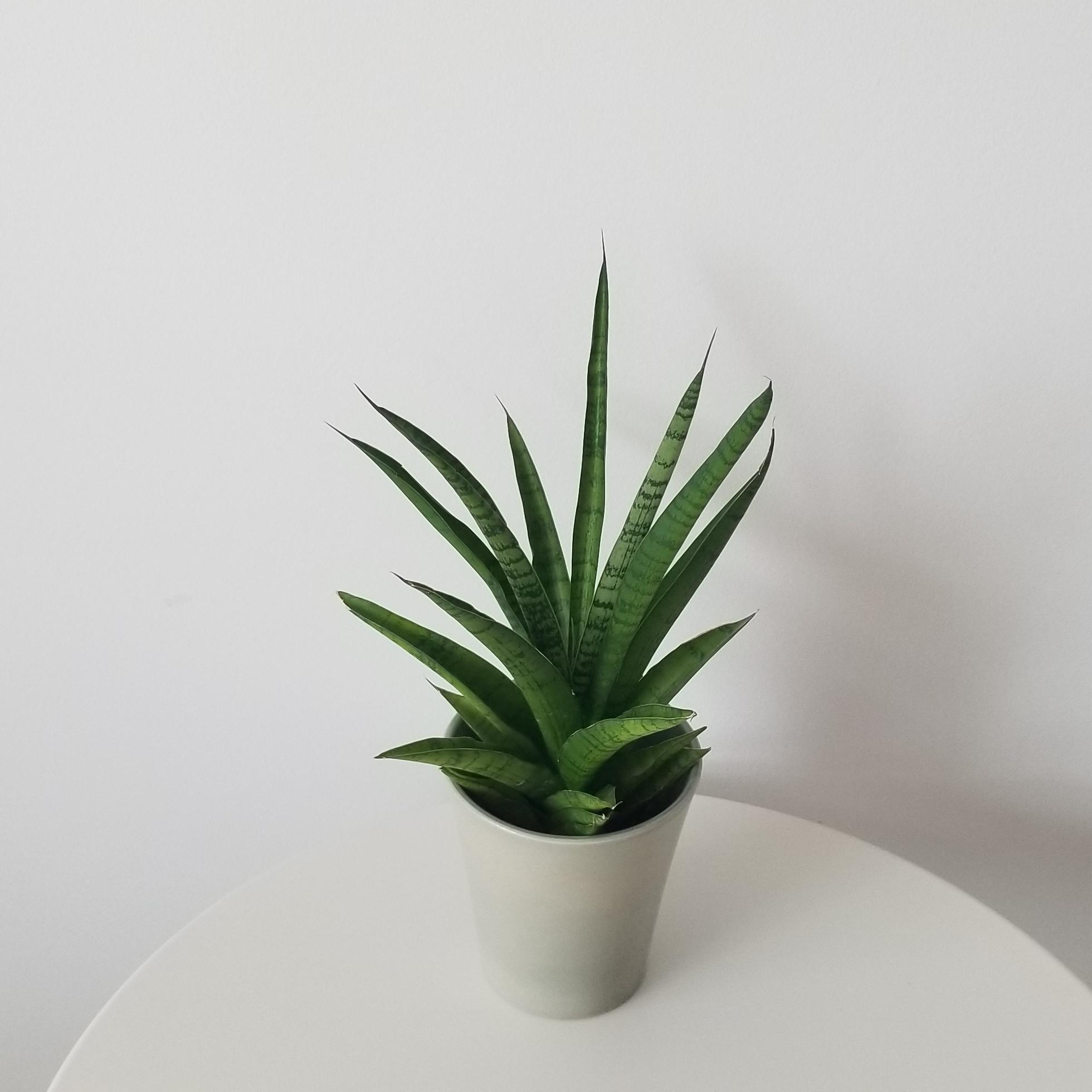 sansevieria tough lady in deco ceramic 4in 3 sansevieria tough lady deco ceramic pot interior plants office plants houseplants gifts Mississauga Etobicoke Oakville Woodbridge other GTA