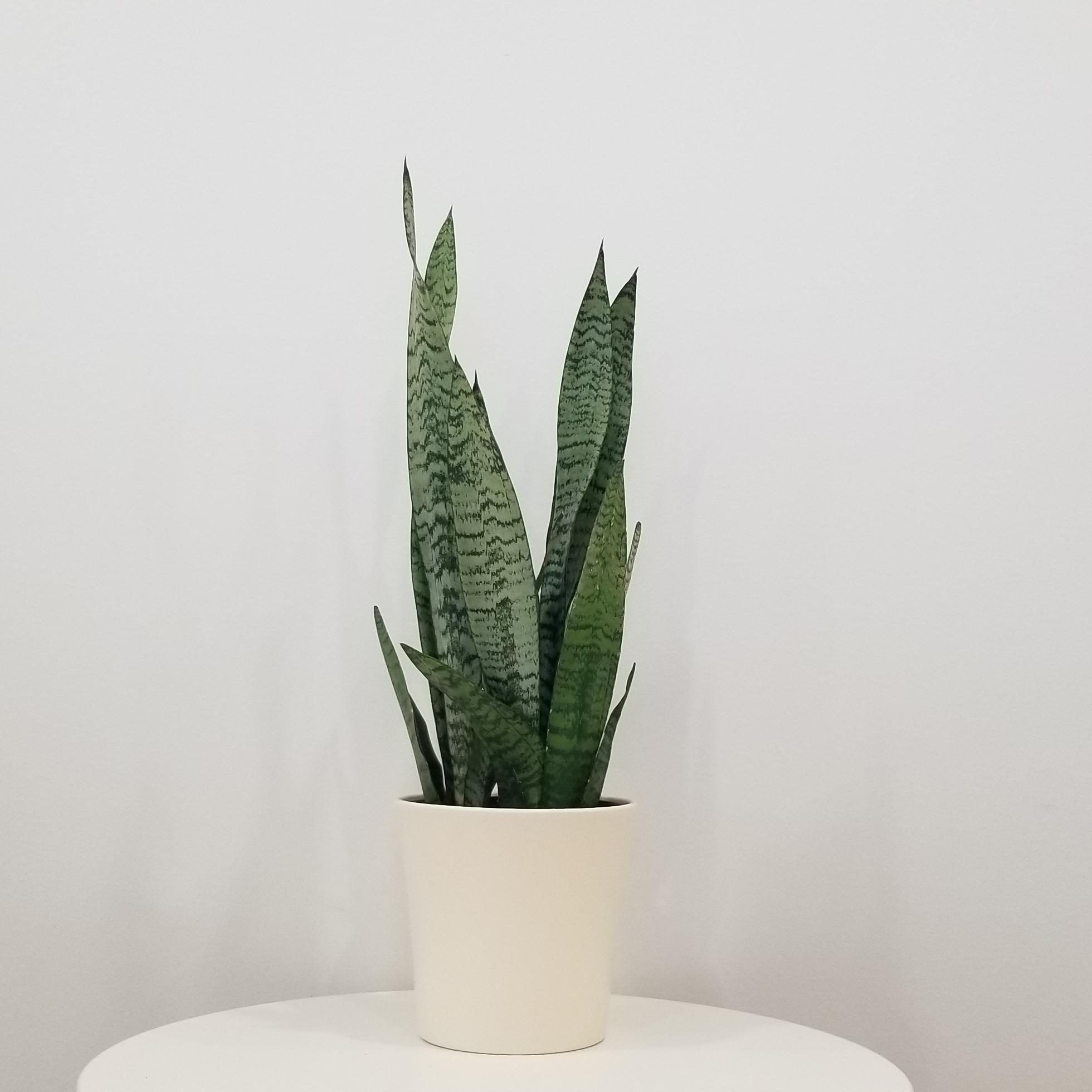 sansevieria zeylanica in deco ceramic pot interior plants office plants houseplants gifts Mississauga Etobicoke Oakville Woodbridge other GTA