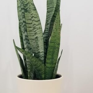 sansevieria zeylanica in deco ceramic pot interior plants office plants houseplants gifts Mississauga Etobicoke Oakville Woodbridge other GTA