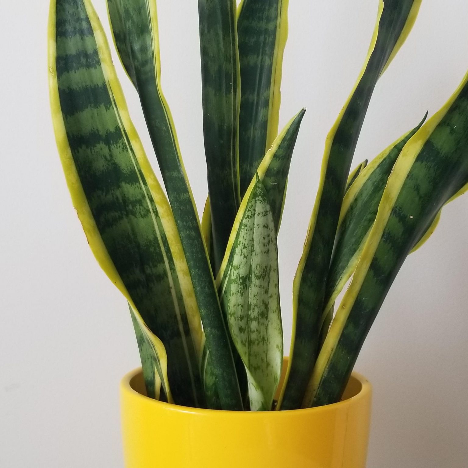 Snake Plant - Sansevieria Laurentii in Deco Ceramic | InteriorPlants.ca