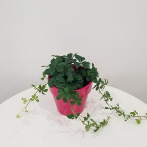 Sugar vine in deco ceramic pot hot pink interior plants gifts houseplants Mississauga Brampton Oakville Milton Woodbridge Richmond Hill other GTA