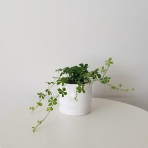 Sugar vine in deco ceramic pot interior plants gifts houseplants Mississauga Brampton Oakville Milton Woodbridge Richmond Hill other GTA