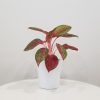 aglaonema red emerald in deco ceramic white pot interior plants houseplants indoor plant gifts Toronto Mississauga Milton Oakville Brampton Woodbridge other GTA