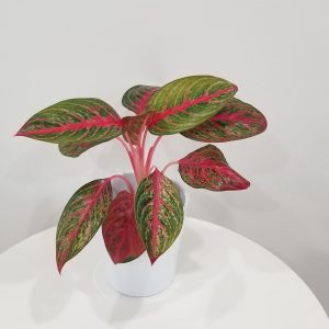 aglaonema red emerald in deco ceramic white pot interior plants houseplants indoor plant gifts Toronto Mississauga Milton Oakville Brampton Woodbridge other GTA