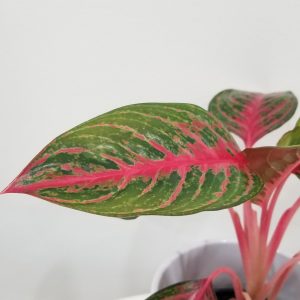 aglaonema red emerald in deco ceramic white pot interior plants houseplants indoor plant gifts Toronto Mississauga Milton Oakville Brampton Woodbridge other GTA
