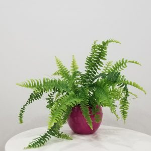 air-purifying plants fern boston in decorative ceramic pot interior plant gifts Etobicoke Mississauga Oakville Brampton Woodbridge Markham other GTA