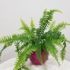 air-purifying plants fern boston in decorative ceramic pot interior plant gifts Etobicoke Mississauga Oakville Brampton Woodbridge Markham other GTA