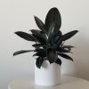 office plants ficus elastica in deco ceramic air-purifying interior plants Mississauga Etobicoke Brampton Oakville Woodbridge other GTA