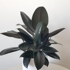 office plants ficus elastica in deco ceramic air-purifying interior plants Mississauga Etobicoke Brampton Oakville Woodbridge other GTA