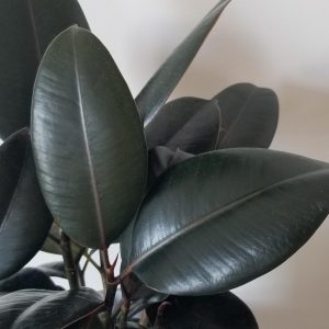 office plants ficus elastica in deco ceramic air-purifying interior plants Mississauga Etobicoke Brampton Oakville Woodbridge other GTA