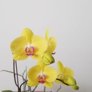 Happy Mothers Day flowering plants gifts orchid yellow in deco ceramic flowering plants gifts Toronto Mississauga Etobicoke Brampton Oakville Woodbridge other GTA
