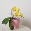Happy Mothers Day flowering plants gifts orchid yellow in deco ceramic flowering plants gifts Toronto Mississauga Etobicoke Brampton Oakville Woodbridge other GTA