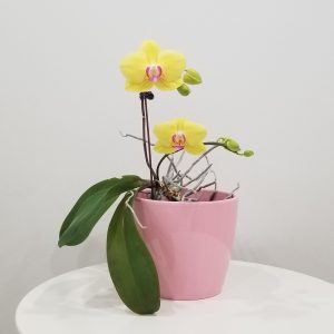 orchid yellow in deco ceramic flowering plants gifts Toronto Mississauga Etobicoke Brampton Oakville Woodbridge other GTA