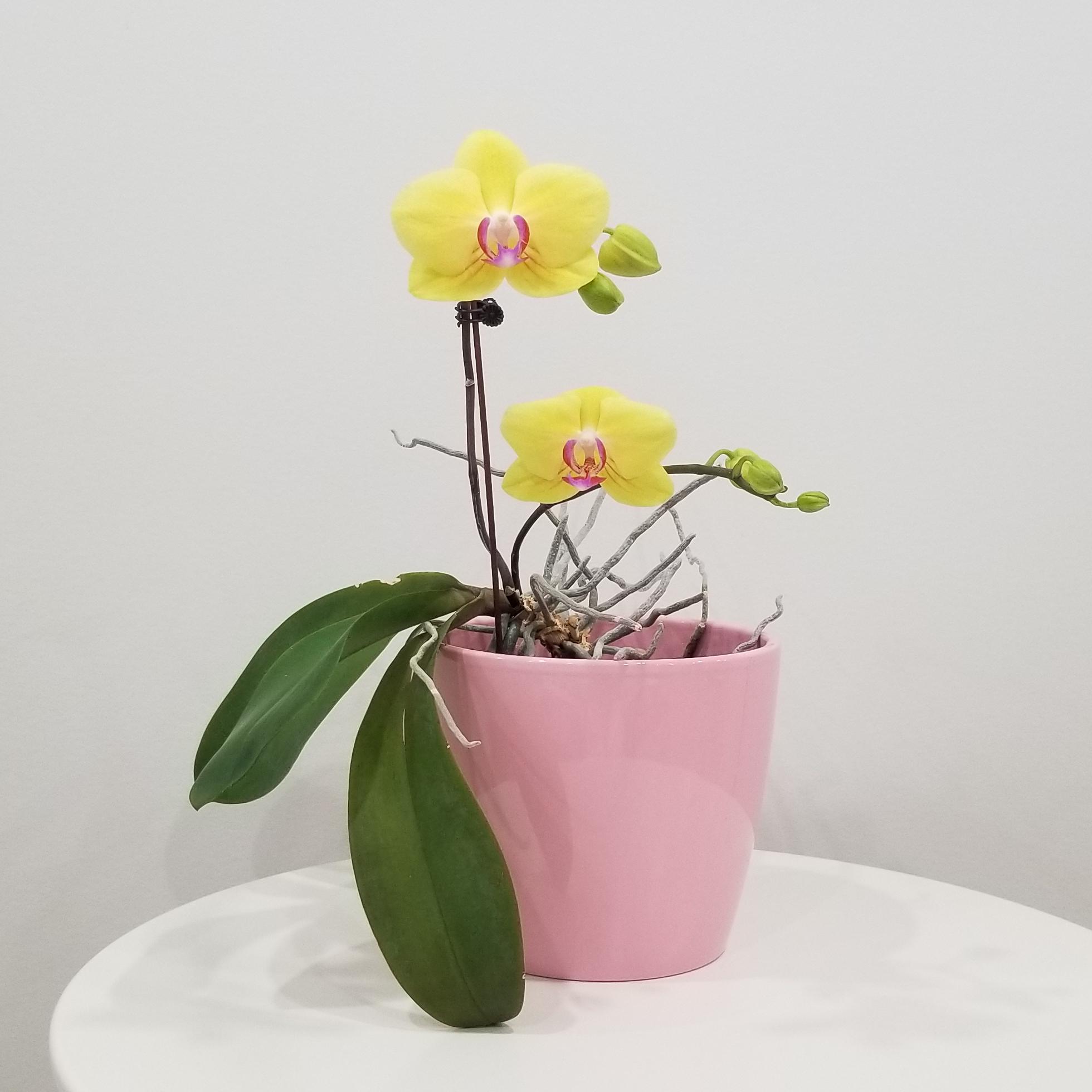 orchid yellow in deco ceramic pink 6in 1 orchid yellow in deco ceramic flowering plants gifts Toronto Mississauga Etobicoke Brampton Oakville Woodbridge other GTA