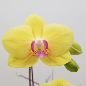 orchid yellow in deco ceramic flowering plants gifts Toronto Mississauga Etobicoke Brampton Oakville Woodbridge other GTA