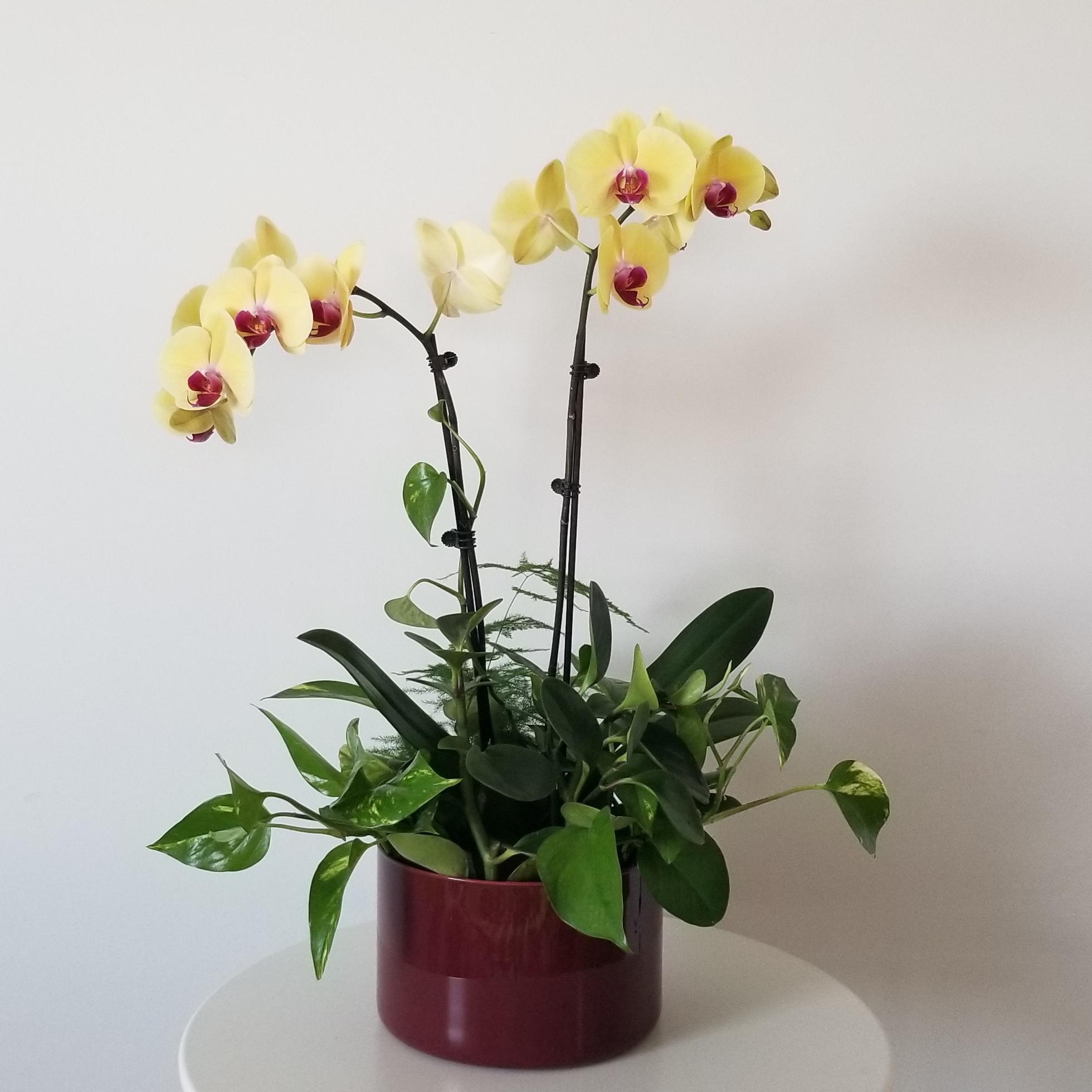 orchids with green plants in deco glass vase 8inch 1 orchids with green plants in deco pot flowering plant gifts office plants houseplants Toronto Mississauga Oakville Brampton Woodbridge Brampton other GTA