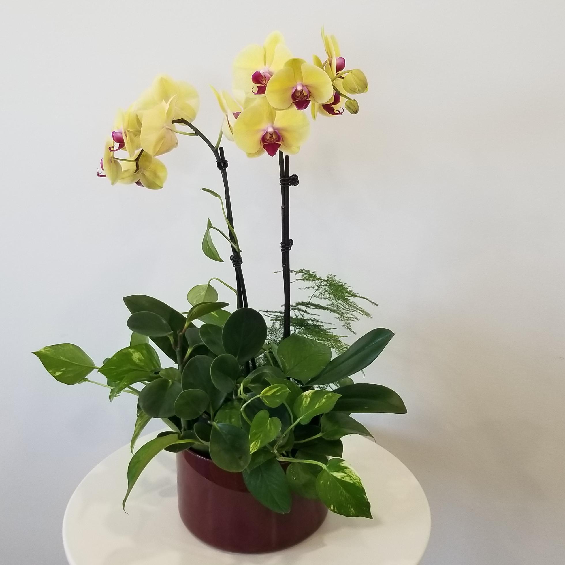 orchids with green plants in deco glass vase 8inch 4