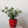 plant gifts jasmine in deco ceramic red fragrant houseplants Mississauga Etobicoke Brampton Oakville Woodbridge other GTA