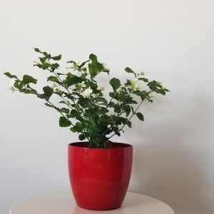 plant gifts jasmine in deco ceramic red fragrant houseplants Mississauga Etobicoke Brampton Oakville Woodbridge other GTA
