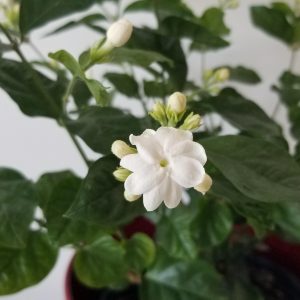 plant gifts jasmine in deco ceramic red fragrant houseplants Mississauga Etobicoke Brampton Oakville Woodbridge other GTA
