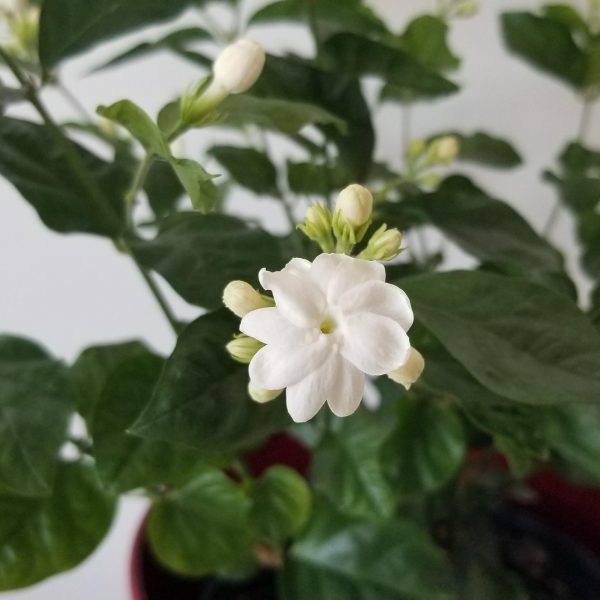 Flowering Plants - Fragrant - Jasmine in Deco Ceramic Red
