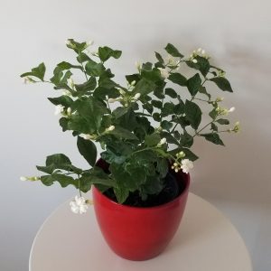 plant gifts jasmine in deco ceramic red fragrant houseplants Mississauga Etobicoke Brampton Oakville Woodbridge other GTA
