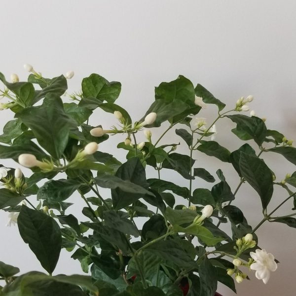 Flowering Plants - Fragrant - Jasmine in Deco Ceramic Red