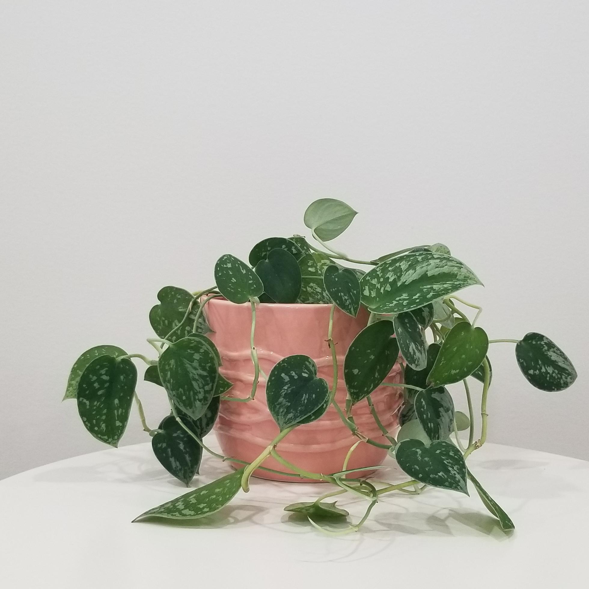 pothos satin silver green in deco ceramic pink 6in 1
