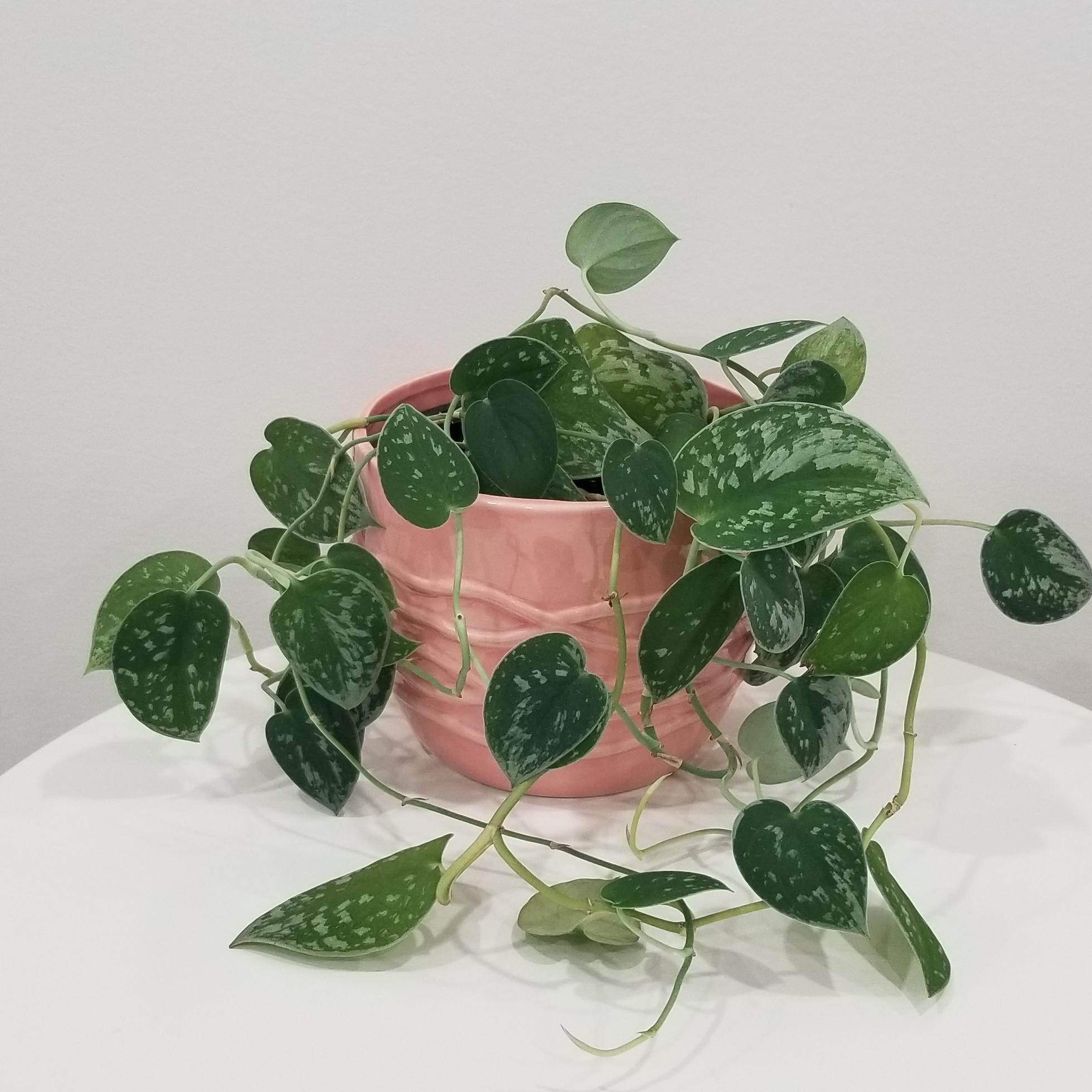 pothos satin silver green in deco ceramic pink 6in 2