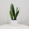 snake plant sansevieria laurentii in deco ceramic white air-purifying interior plants office plants houseplants Toronto Mississauga Oakville Woodbridge Brampton GTA