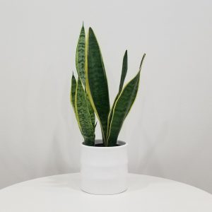 snake plant sansevieria laurentii in deco ceramic white air-purifying interior plants office plants houseplants Toronto Mississauga Oakville Woodbridge Brampton GTA