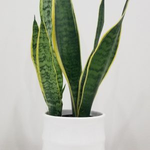 snake plant sansevieria laurentii in deco ceramic white air-purifying interior plants office plants houseplants Toronto Mississauga Oakville Woodbridge Brampton GTA
