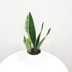 snake plant sansevieria laurentii in deco ceramic white air-purifying interior plants office plants houseplants Toronto Mississauga Oakville Woodbridge Brampton GTA