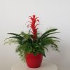 tropical green and flowering plants in deco pot red office plants blooming Mississauga Etobicoke Brampton Oakville Woodbridge Markham Burlington Milton other GTA